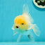 A Grade Super Chubby Lemonhead Button Eyes Oranda Male 5-5.5 inches #110824OR_12