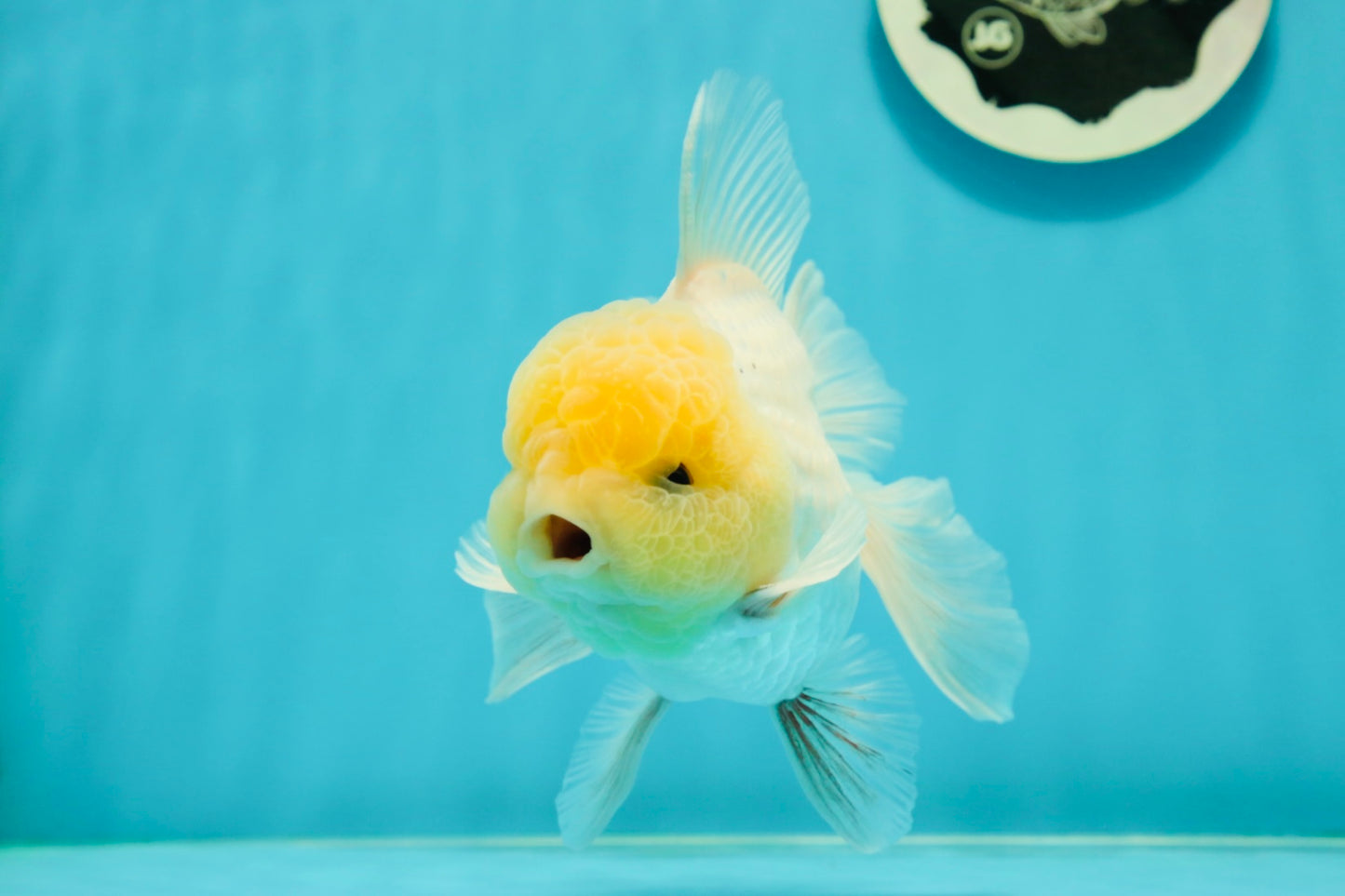 A Grade Super Chubby Lemonhead Button Eyes Oranda Male 5-5.5 inches #110824OR_12