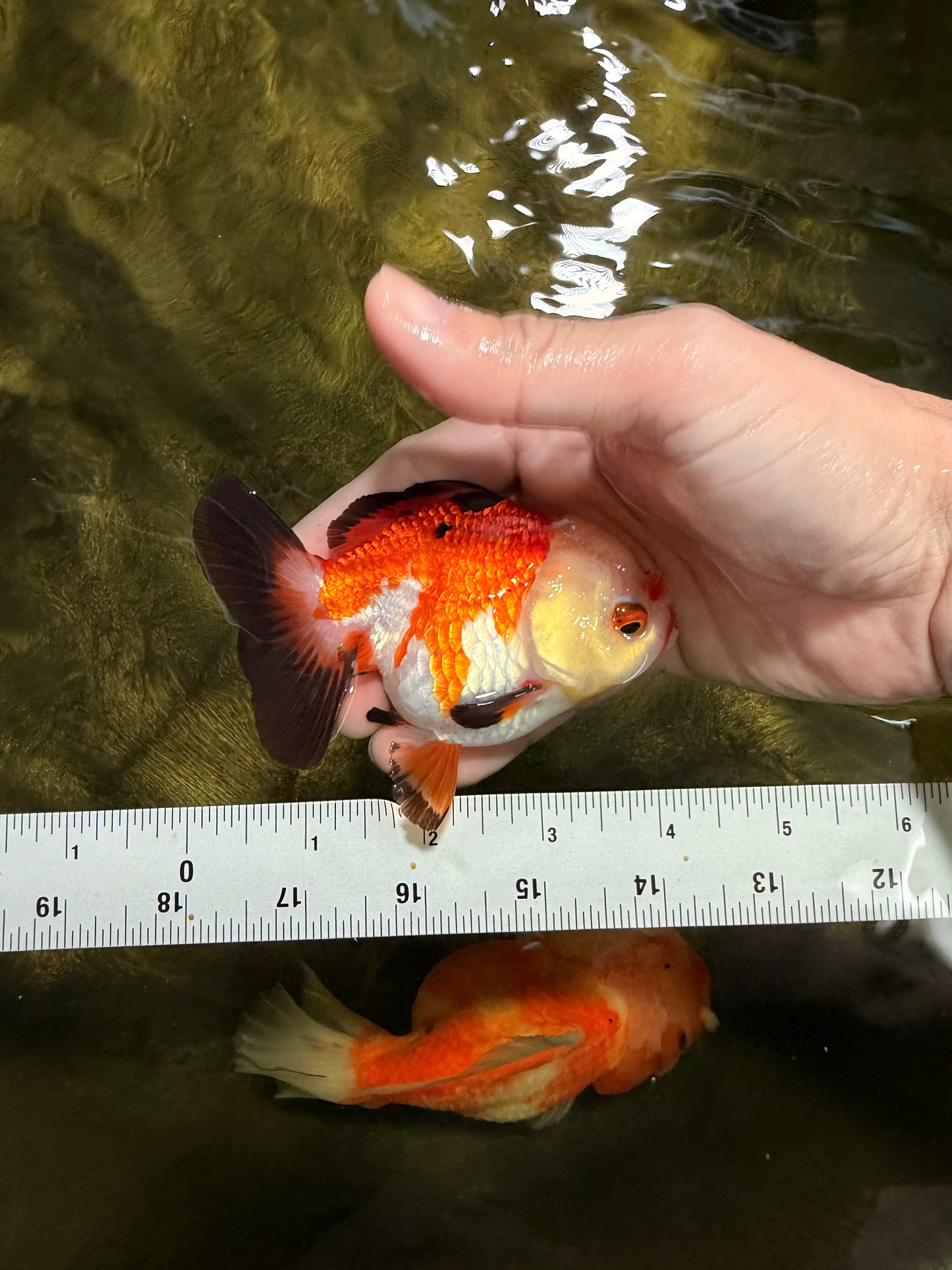 Tricolor Yuanbao Female 4 inches #111425YB_01