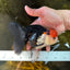A Grade Tricolor Oranda Female 5.5-6 inches #081525OR_18