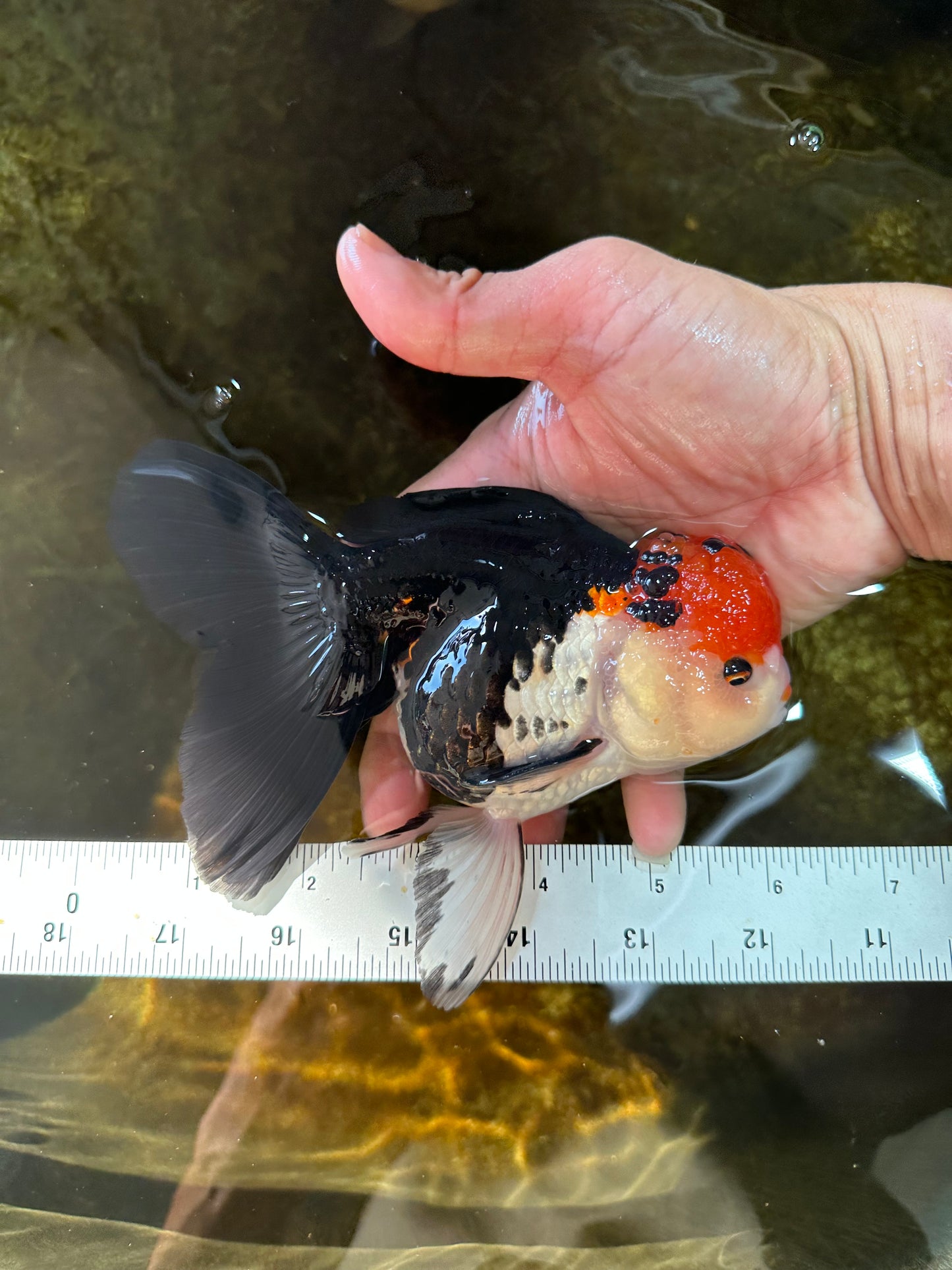 A Grade Tricolor Oranda Female 5.5-6 inches #081525OR_18