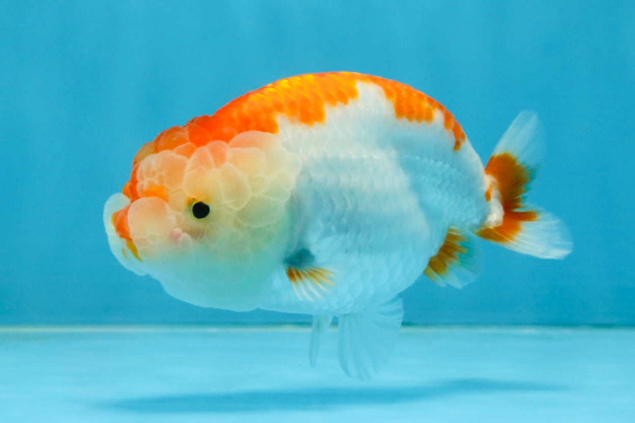 AAA Grade Red White LionQueen 4 inches #112125LC_08