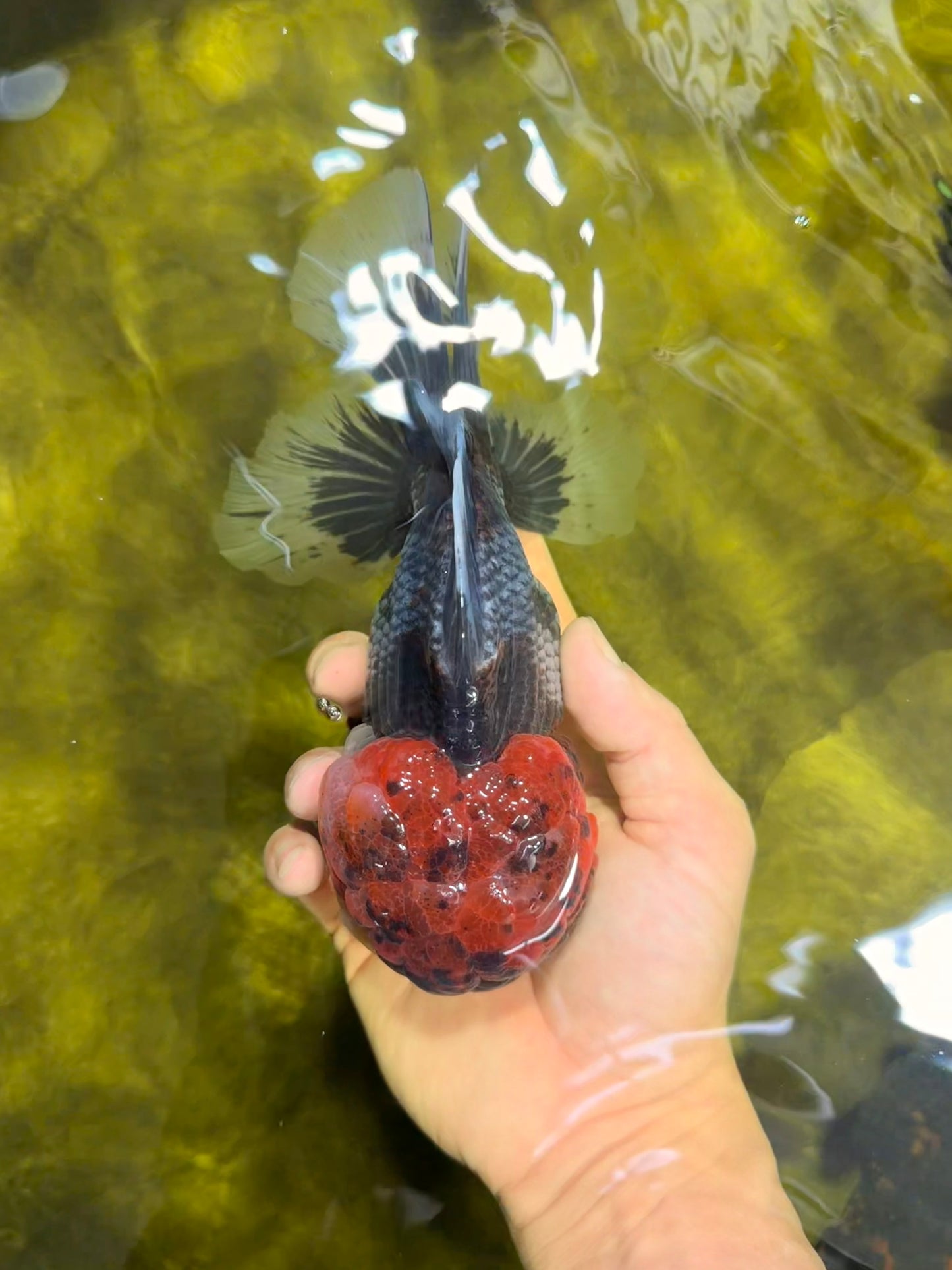 BULLDOG AAA Grade Red Head Kirin Calico Oranda Male 6.5 inches #022026OR_06