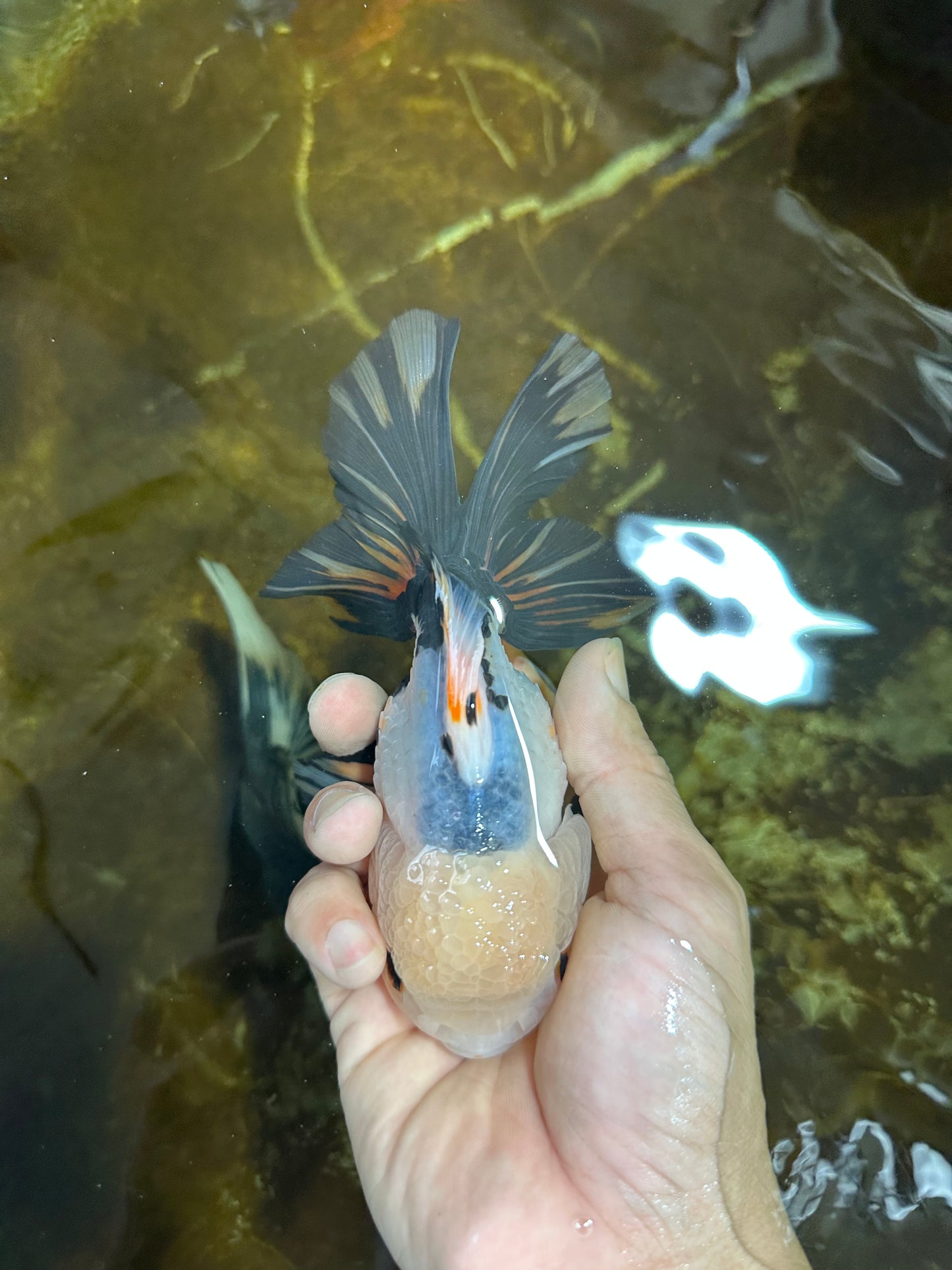 Tricolor Oranda Female 5.5 inches #072525OR_19