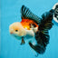 Oranda tricolor de grado AAA macho 5,5 pulgadas #0830OR_13