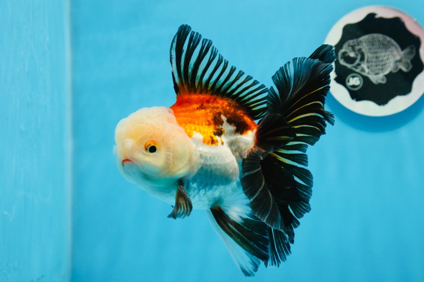 Oranda tricolor de grado AAA macho 5,5 pulgadas #0830OR_13