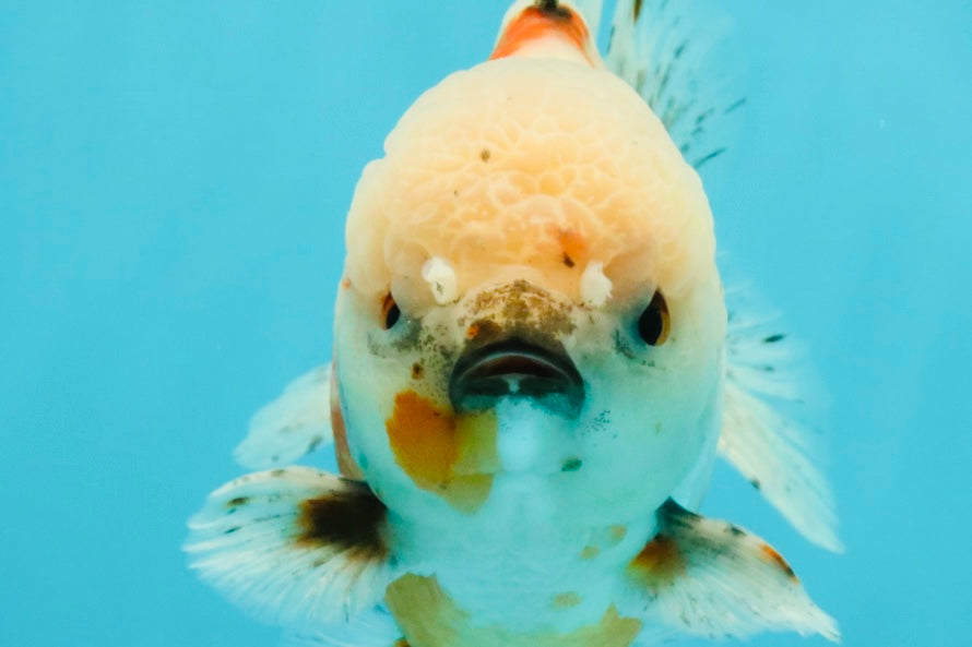 A Grade Sakura Yuanbao Male 5.5 inches #032026YB_23