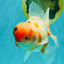 A Grade Sakura Oranda Male 6-6.5 inches #071026OR_32