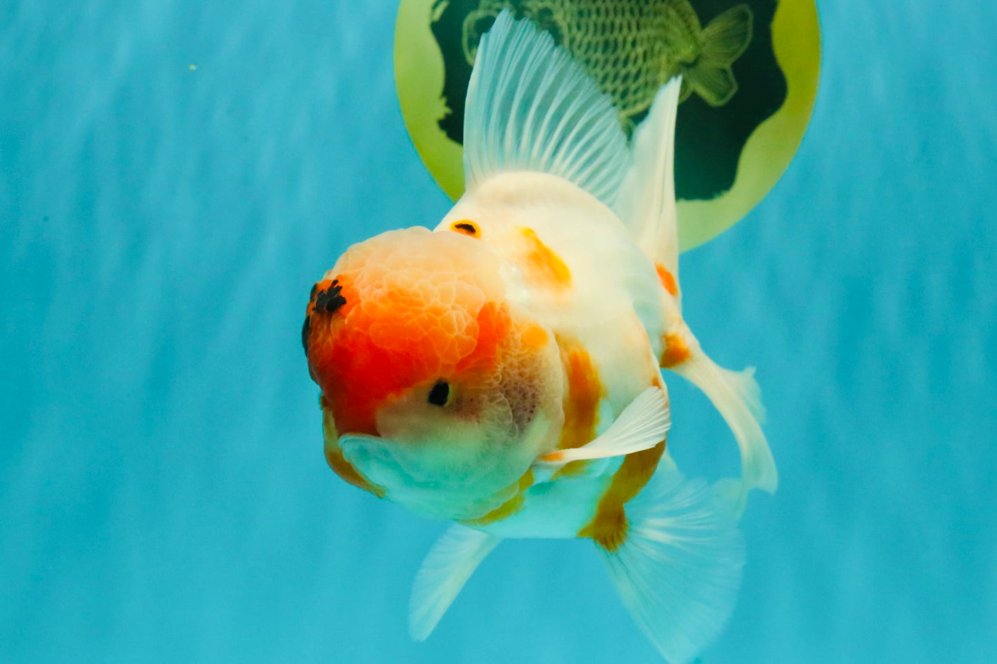 A Grade Sakura Oranda Male 6-6.5 inches #071026OR_32