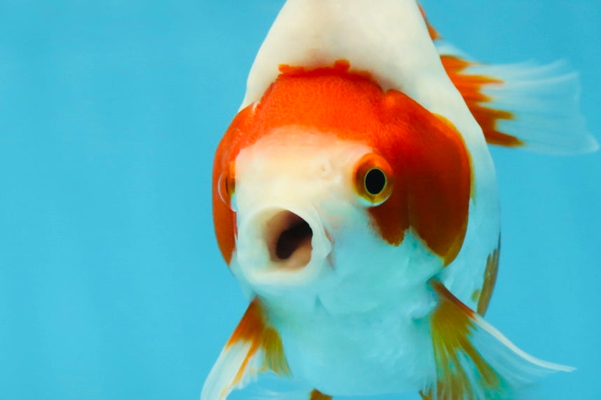 AAA Grade Red White Ryukin Female 5 inches #052325RK_23