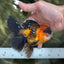 A Grade Dragon Tricolor Oranda Male 5 inches #060625OR_18