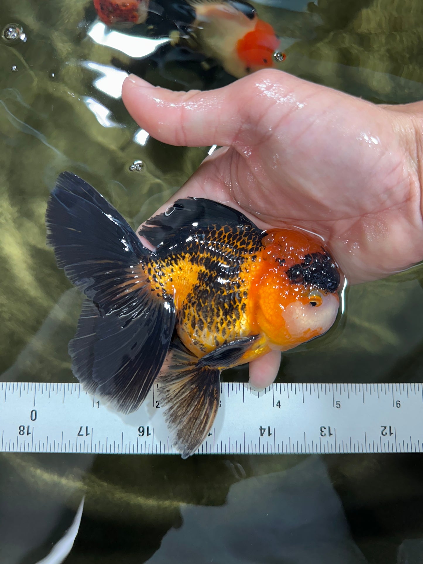 A Grade Dragon Tricolor Oranda Male 5 inches #060625OR_18