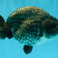 A Grade Blue Chinese Ranchu Female 5 inches #022726RC_22
