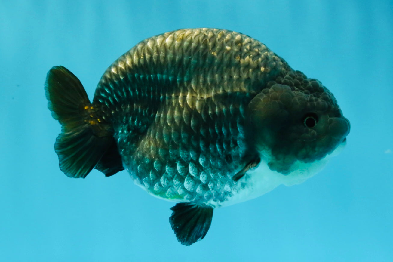 A Grade Blue Chinese Ranchu Female 5 inches #022726RC_22