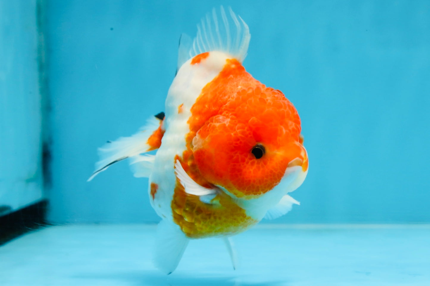 SUPER CUTE Sakura Yuanbao Male 4 inches #101725YB_27