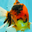 UNIQUE A Grade Tiger Oranda Male 6.5 inches #070626OR_19
