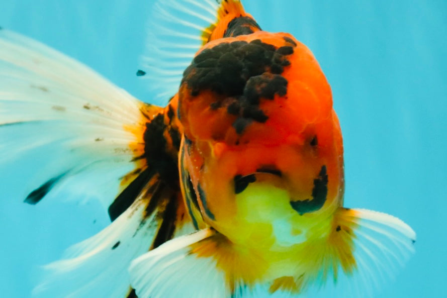 UNIQUE A Grade Tiger Oranda Male 6.5 inches #070626OR_19