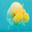 SPECIAL White Buffalo Ranchu Female 5.5 inch #092526RC_21
