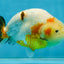 RARE Sakura Chinese Ranchu Female 5 inches #120525RC_08