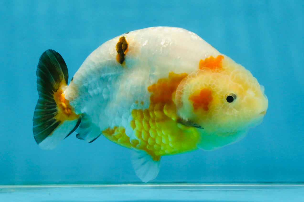 RARE Sakura Chinese Ranchu Female 5 inches #120525RC_08