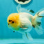 A Grade Grumpy Lemonhead Panda Oranda Female 5 inches #111524OR_13