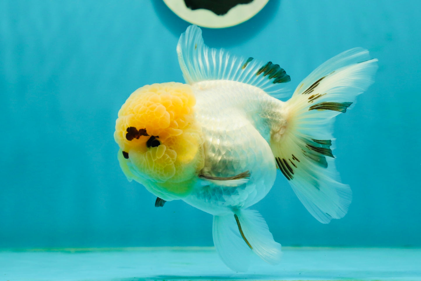 A Grade Grumpy Lemonhead Panda Oranda Female 5 inches #111524OR_13