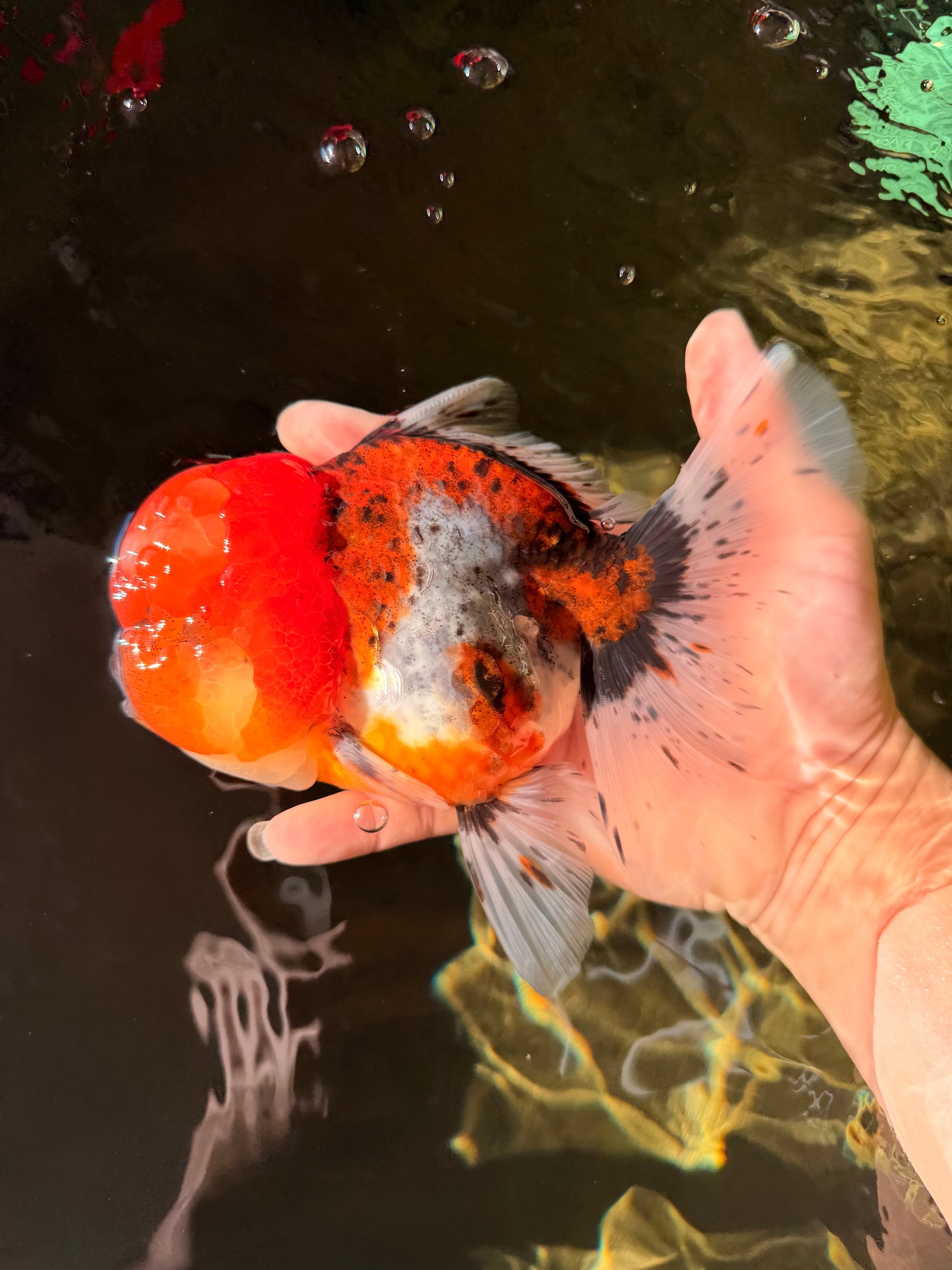 A Grade Calico Oranda Female 6-6.5 inches #022726OR_15