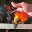 A Grade Grumpy Apache (Black Orange) Oranda Female 5 inches #110824OR_02