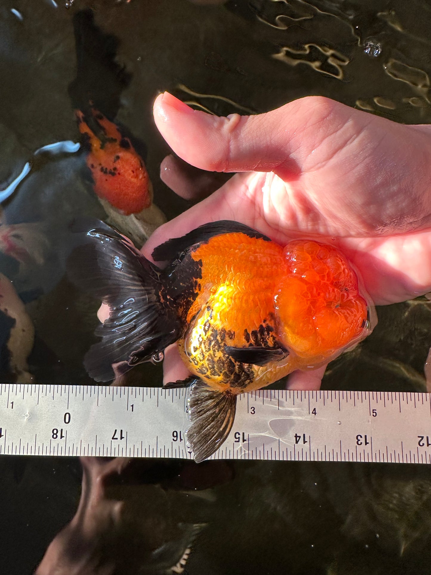 A Grade Grumpy Apache (Black Orange) Oranda Female 5 inches #110824OR_02