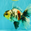 AAA Grade Long Tail White Marble Oranda Male 6.5-7 inches #062626OR_29