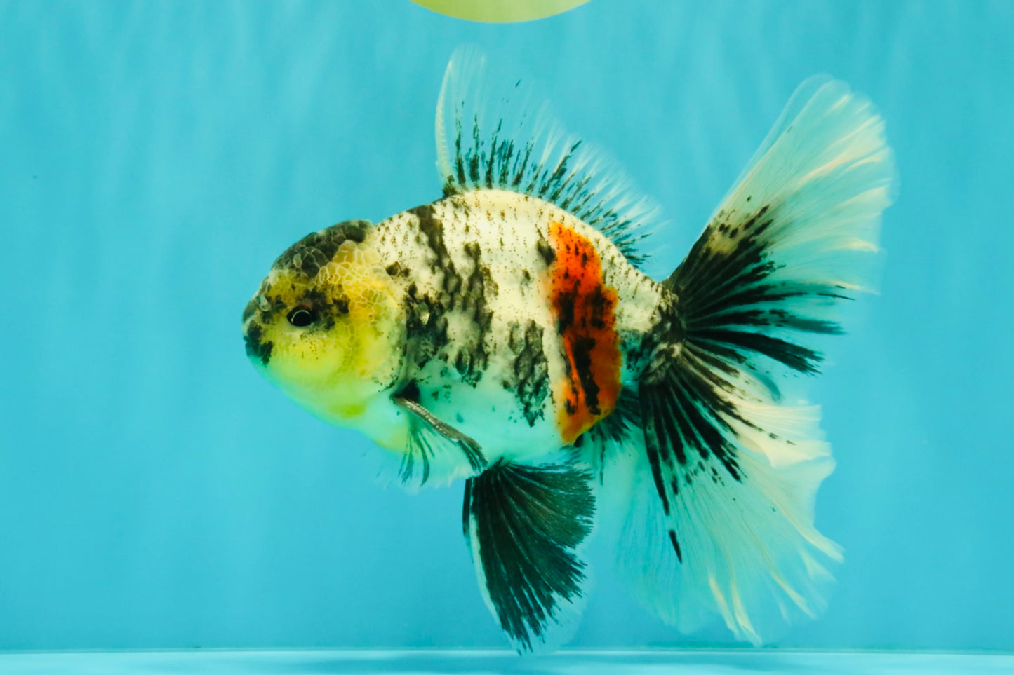 AAA Grade Long Tail White Marble Oranda Male 6.5-7 inches #062626OR_29