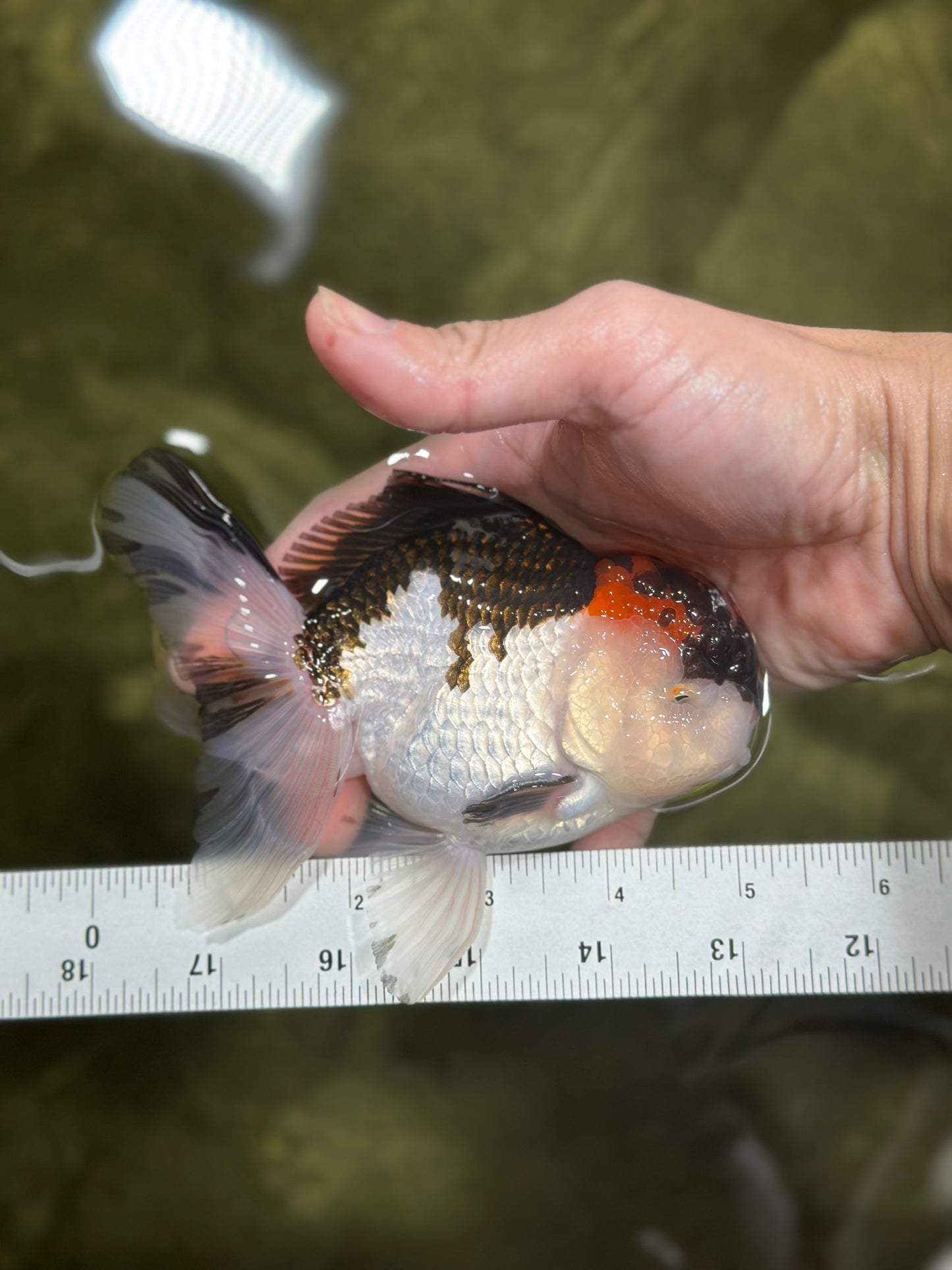 Tricolor Oranda Male 4.5-5 inches #121324OR_21