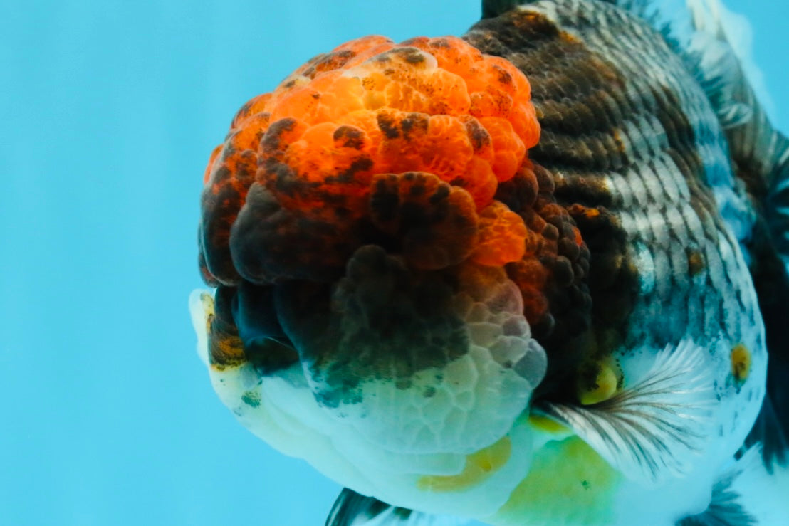 BULLDOG AAA Grade Red Head Kirin Calico Oranda Male 6.5 inches #022026OR_06