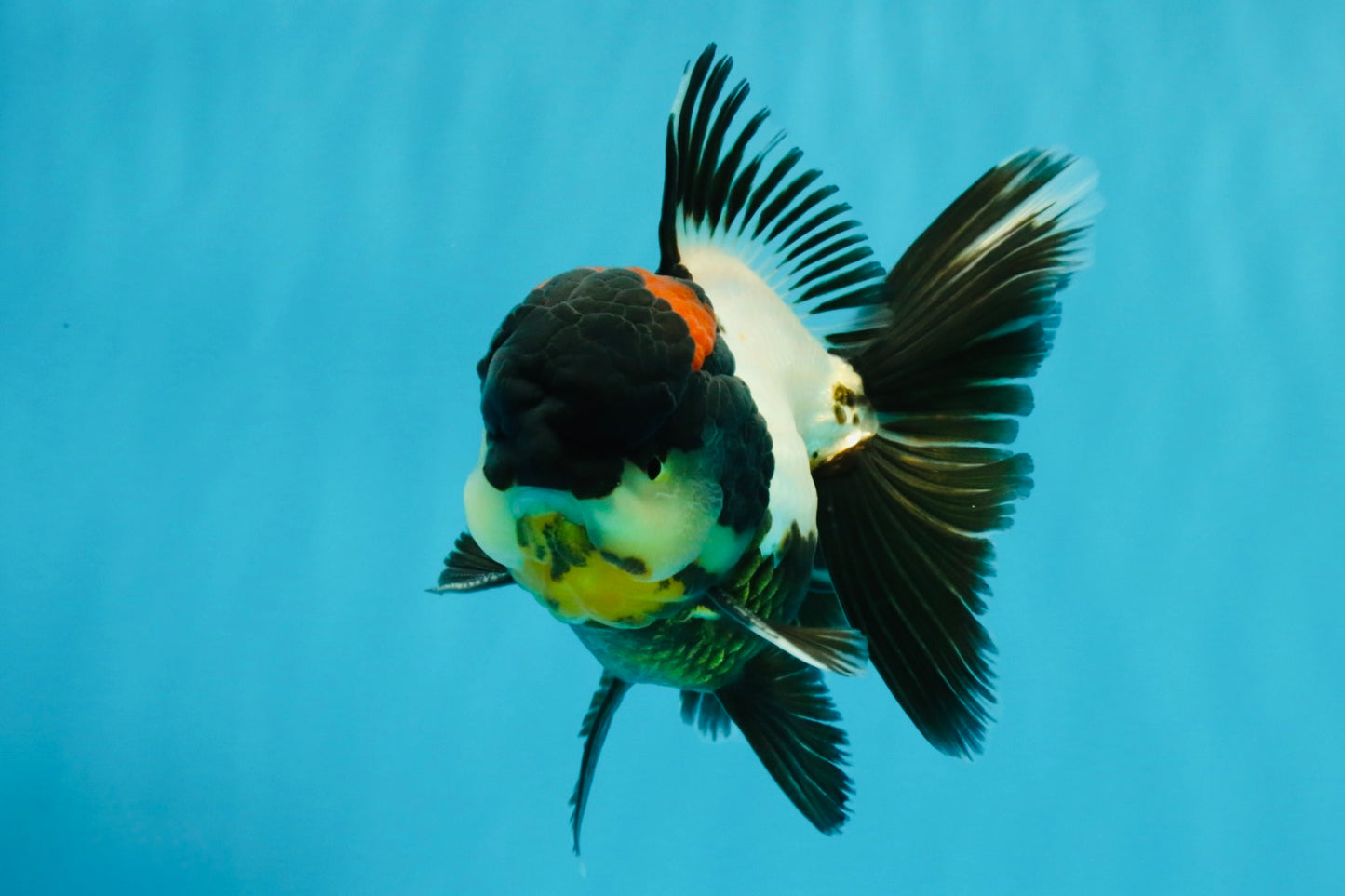 BATMAN AAA Grade Tricolor Oranda Male 5.5 inches #022026OR_09