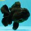 TOOTHLESS AAA Grade Calico Oranda Female 6 inches #100226OR_35