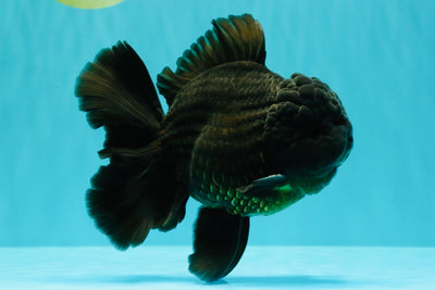 TOOTHLESS AAA Grade Calico Oranda Female 6 inches #100226OR_35