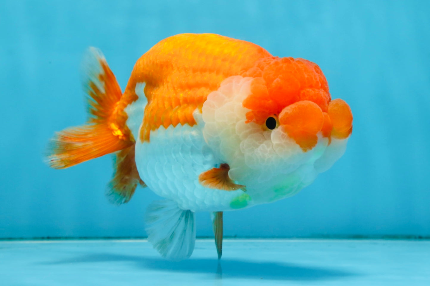 A Grade FLUFFY WEN Red White LionQueen 5.5 inches #091925LC_25