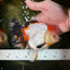 A Grade Tancho Tricolor Oranda Female 5-5.5 inches #050925OR_34