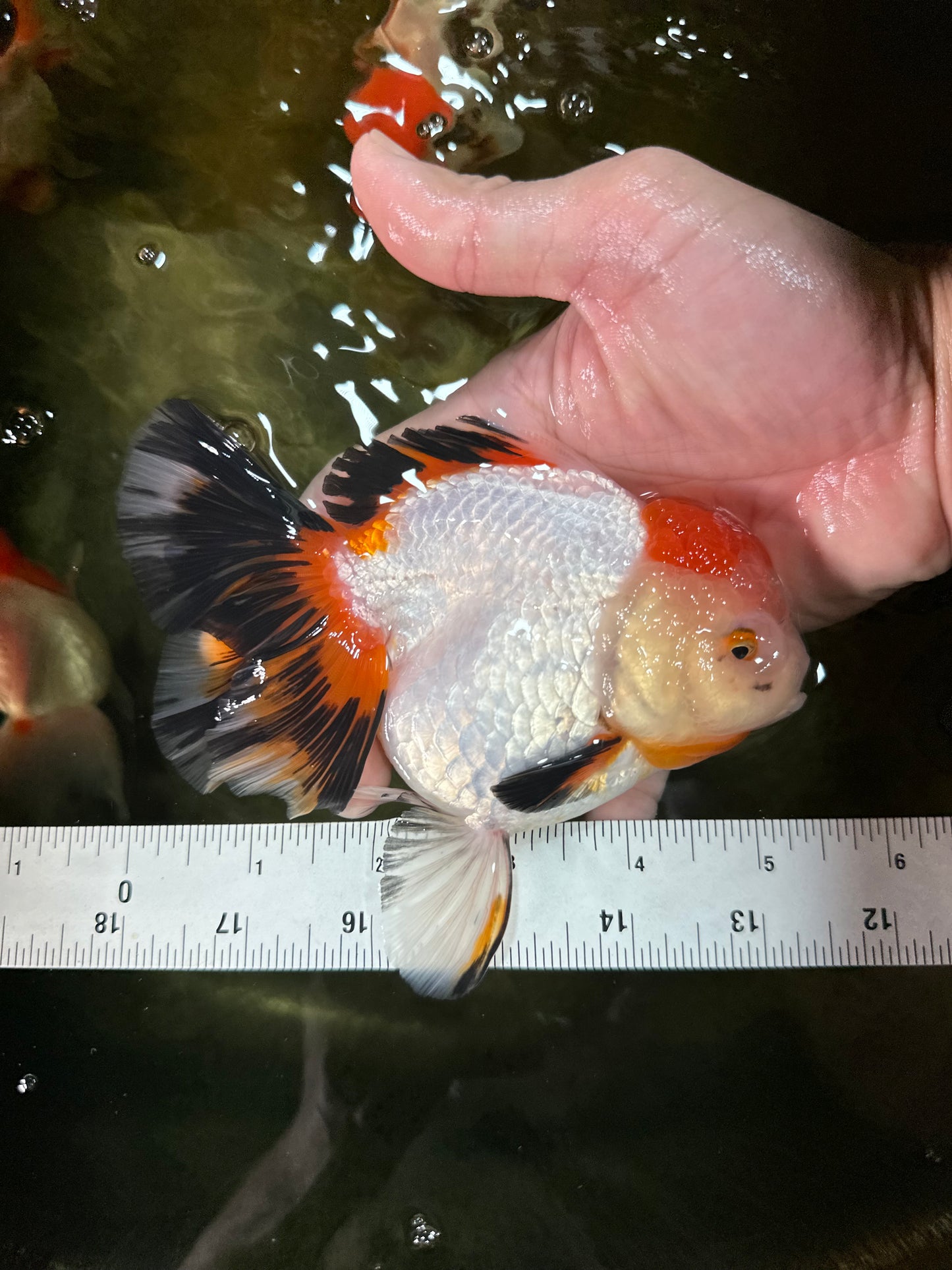 A Grade Tancho Tricolor Oranda Female 5-5.5 inches #050925OR_34