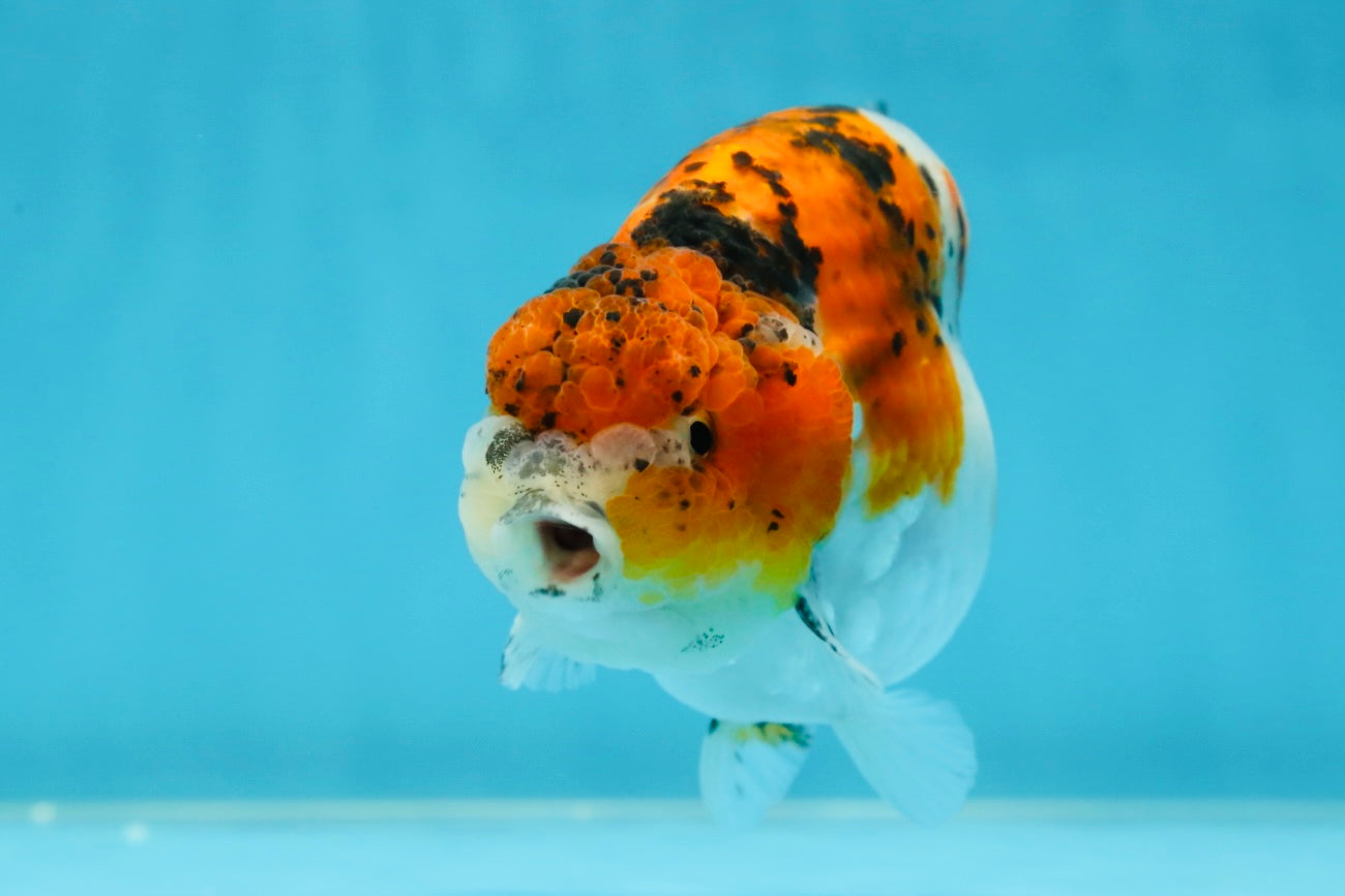 A Grade Calico LionKing 4.5-5 inches #052325LC_14