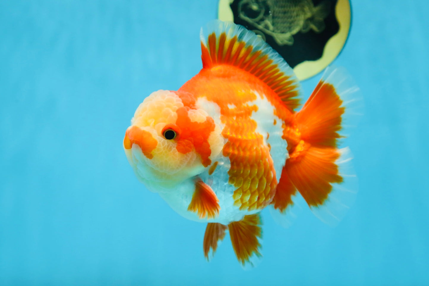 AAA Grade PULLDOG Godzilla Red White Yuanbao 5-5.5 inches #080825YB_25