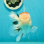 AAA Grade Pom-Poms Tricolor Oranda Male 5 inches #102524OR_08