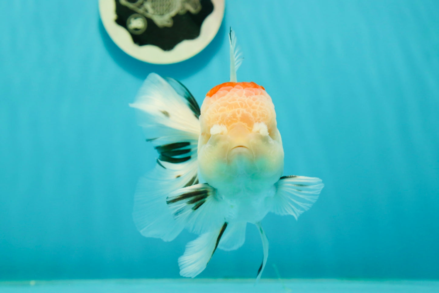 AAA Grade Pom-Poms Tricolor Oranda Male 5 inches #102524OR_08