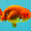 A Grade Red LionQueen 4.5-5 inches #070326LC_30