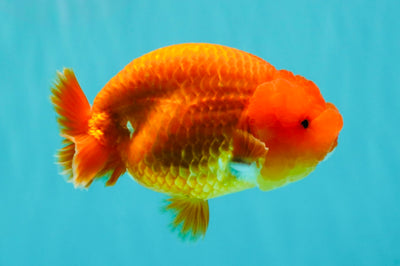 A Grade Red LionQueen 4.5-5 inches #070326LC_30