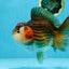 A Grade CHUBBY Tricolor Yuanbao Male 5.5-6  inches #100325YB_03