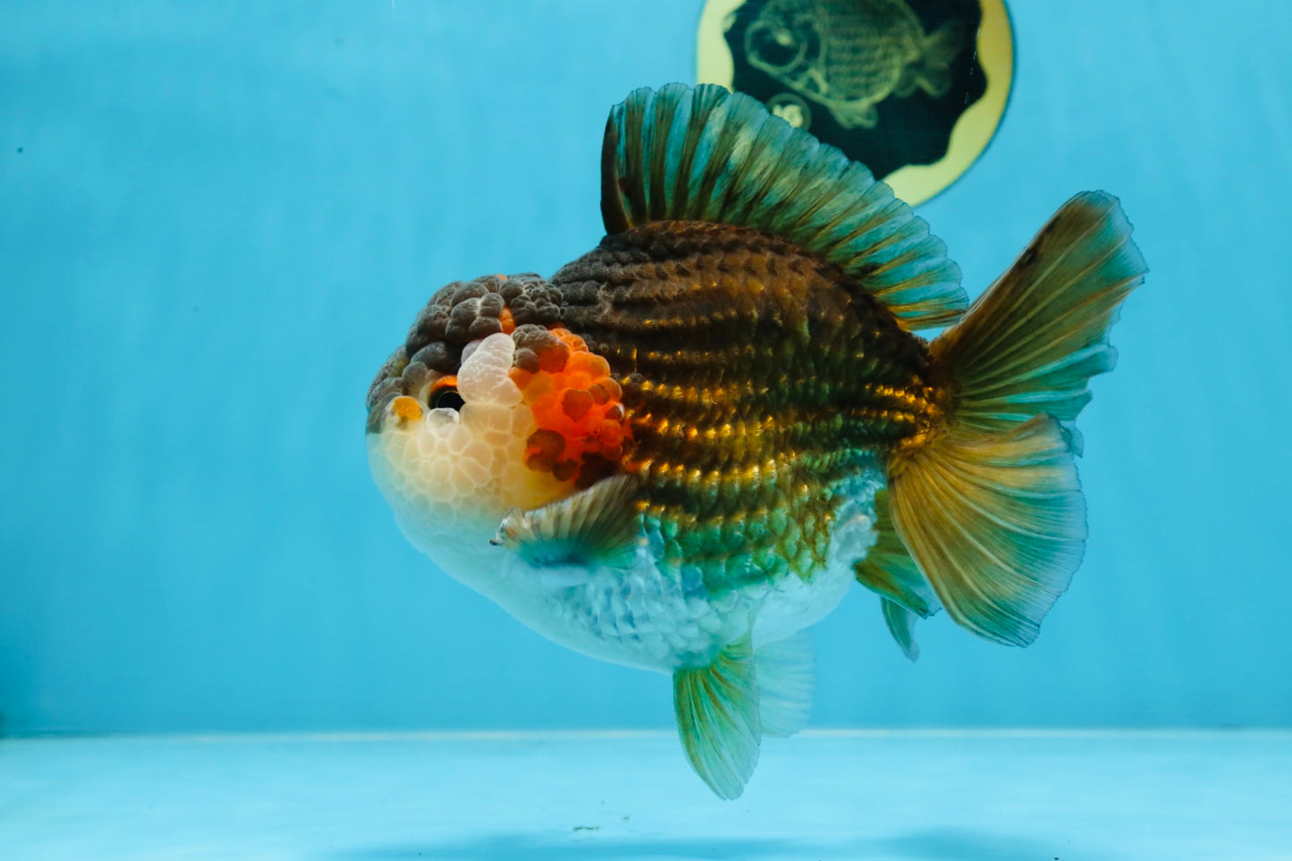 A Grade CHUBBY Tricolor Yuanbao Male 5.5-6  inches #100325YB_03