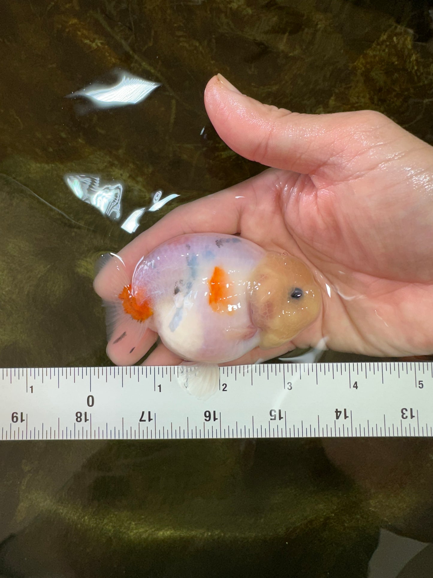 AAA Grade Sakura Button Eyes LionKing 3.5 inches #053025LC_08