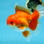 AAA Grade BEAUTY Red White Oranda Male 6 inches #082925OR_16
