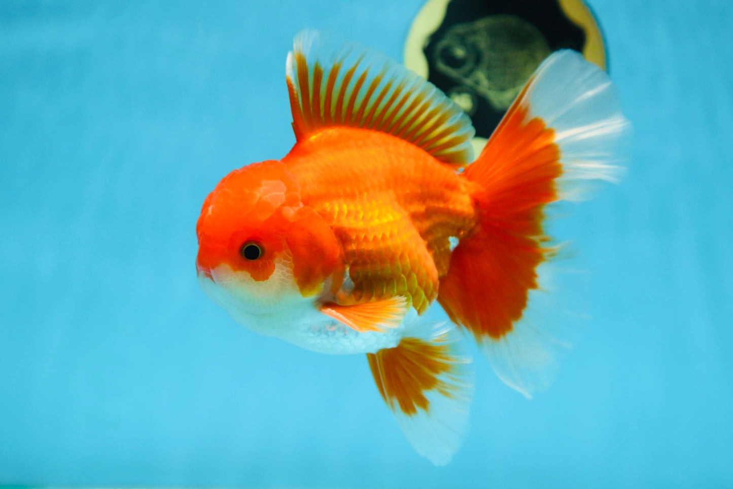 AAA Grade BEAUTY Red White Oranda Male 6 inches #082925OR_16